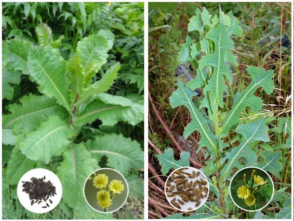 Wild Lettuce (Lactuca virosa) & Prickly Lettuce (L. serriola) Buyer Gets Both