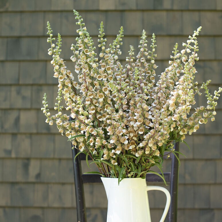 40+ Cafe Creme Digitalis seeds
