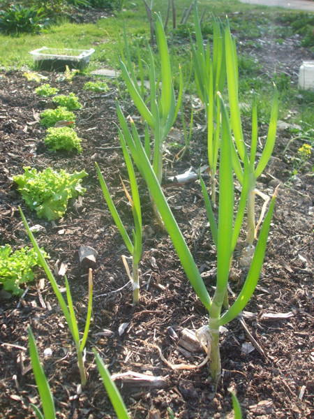 200 Bunching Onion Seeds, organically grown, Free S/H