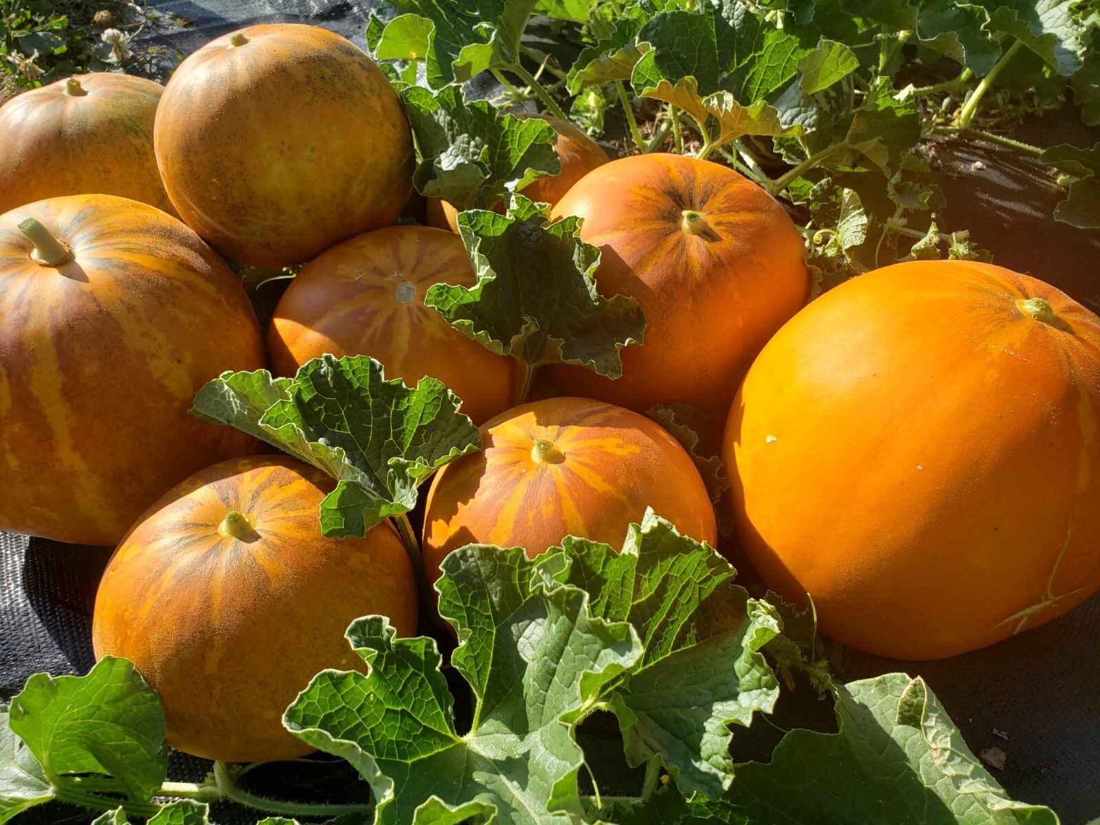 White Lion Green Orange Fleshed Melon Seeds! RARE Small Sweet Heirloom -Tracking