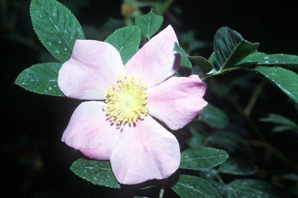 Rosa palustris | Wild Rose | Swamp Rose | Willow-Leaved Hudson Rose | 10 Seeds