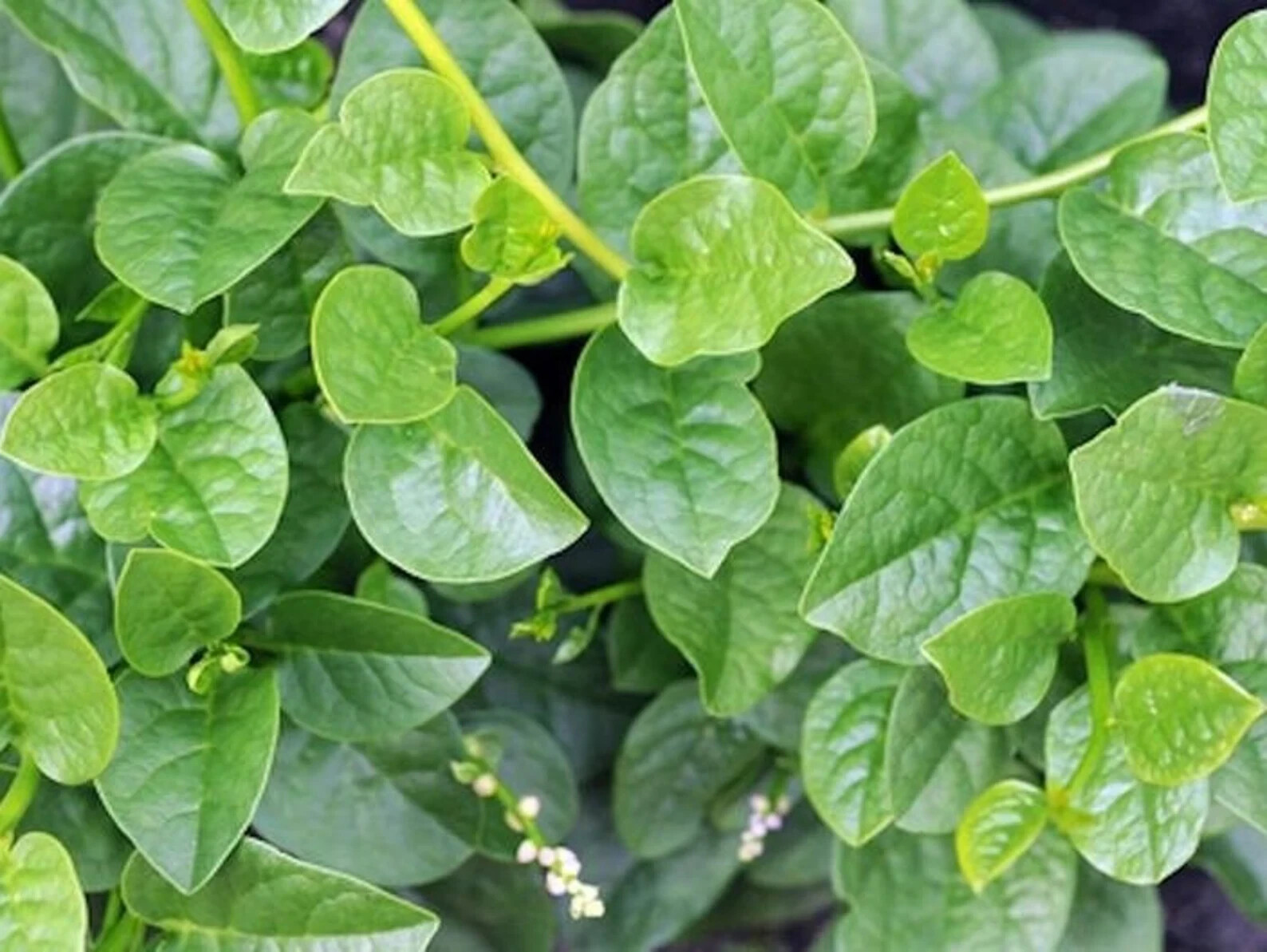 32+PCS GREEN MALABAR SPINACH SEEDS, MỒNG TƠI XANH, 爬藤木耳菜