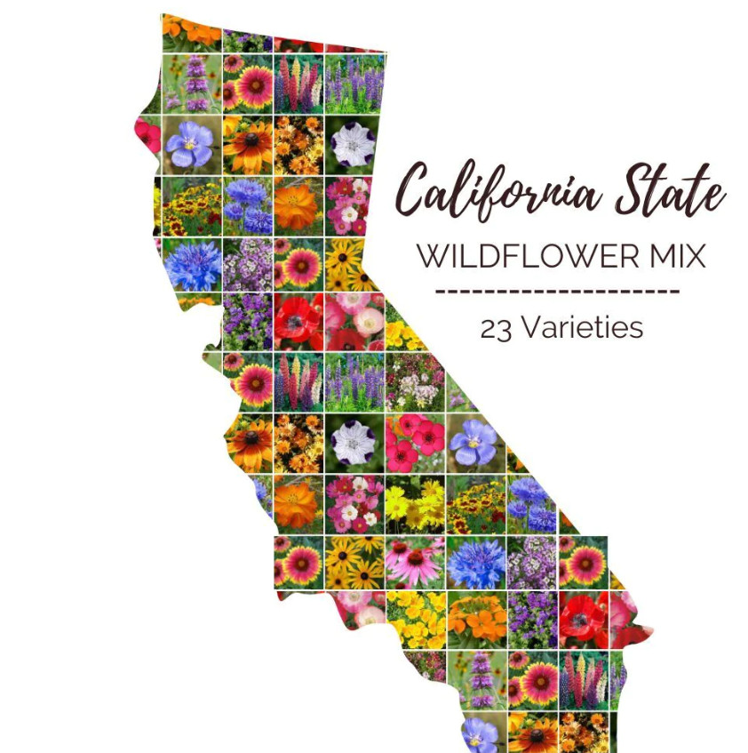 CALIFORNIA Wildflower Mix Perennials & Annuals USA Non-GMO 23 Species 1000 Seeds