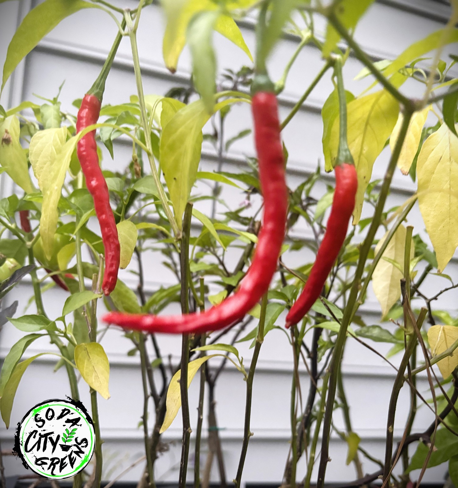 Dragon Thai Pepper Seeds