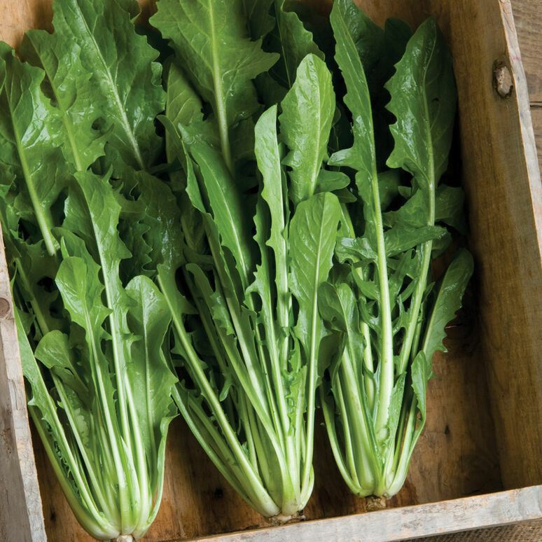 500 Heirloom Italian Dandelion CATALOGNA EMERALD ENDIVE SEEDS