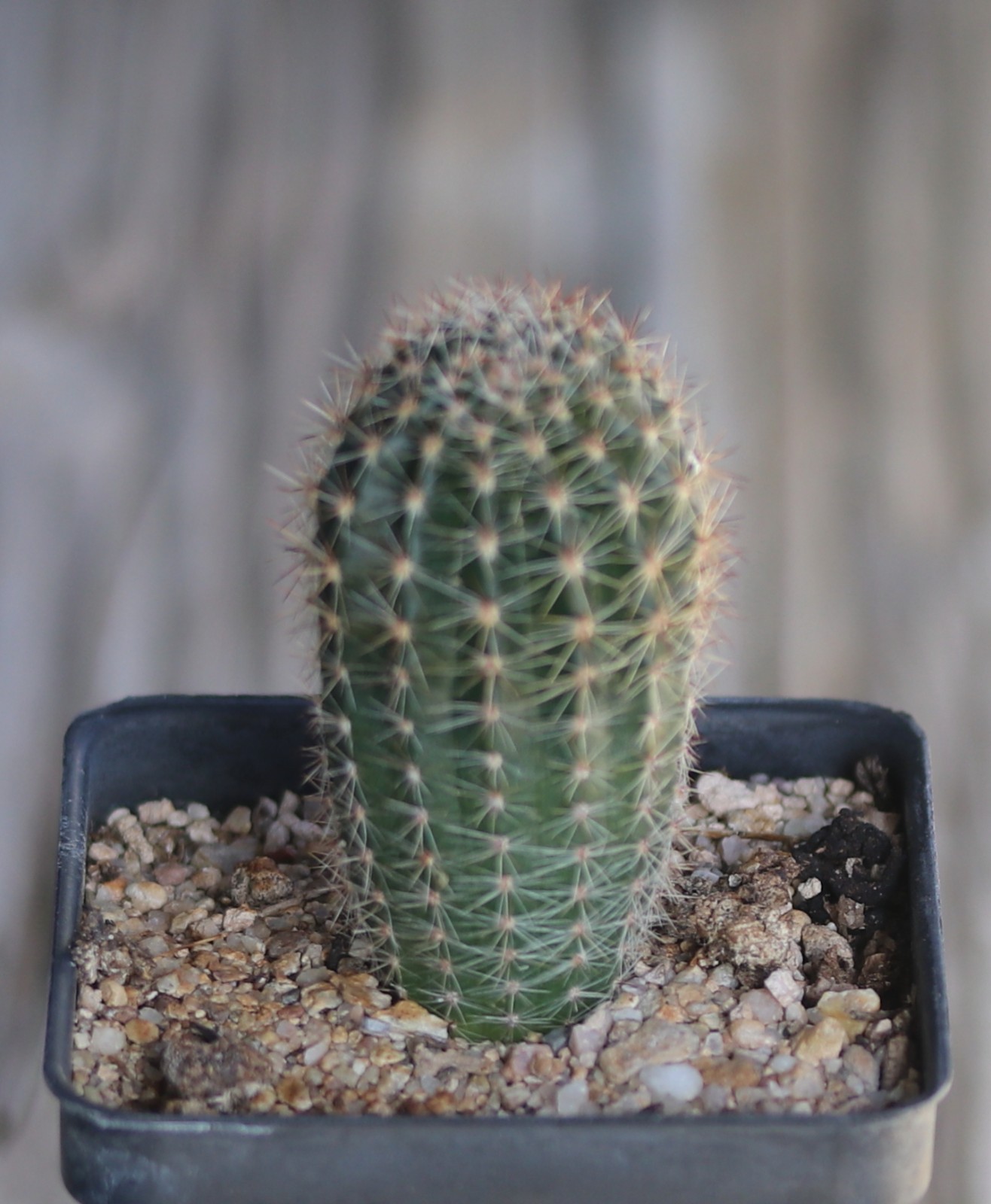 Echinopsis hybrid ‘Peach Festival’