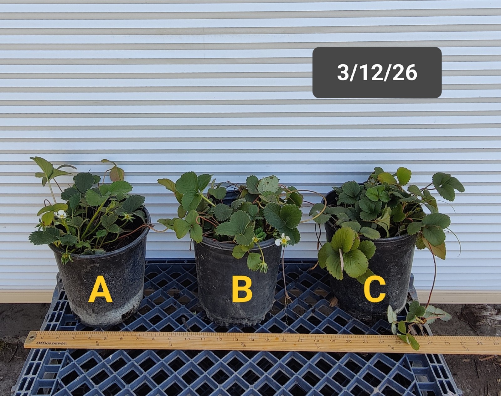 1 (One) pot of Live “SEASCAPE” STRAWBERRY PLANT ROOTED (1 gallon container)