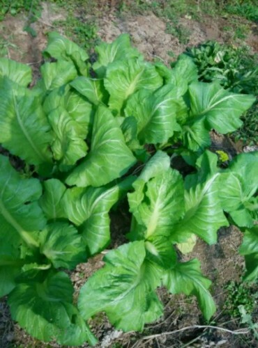 5000+ Super Large Leaf Bamboo GAI CHOI Mustard Green seeds Cai Be xanh Sieu Lon