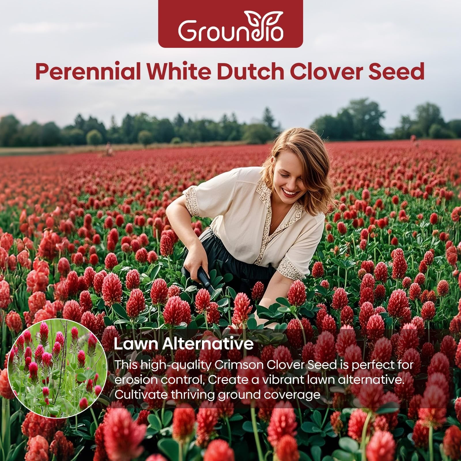 Crimson Clover Seeds 2 lbs – Nitrocoated, Inoculated, Attracts Pollinators, Lawn