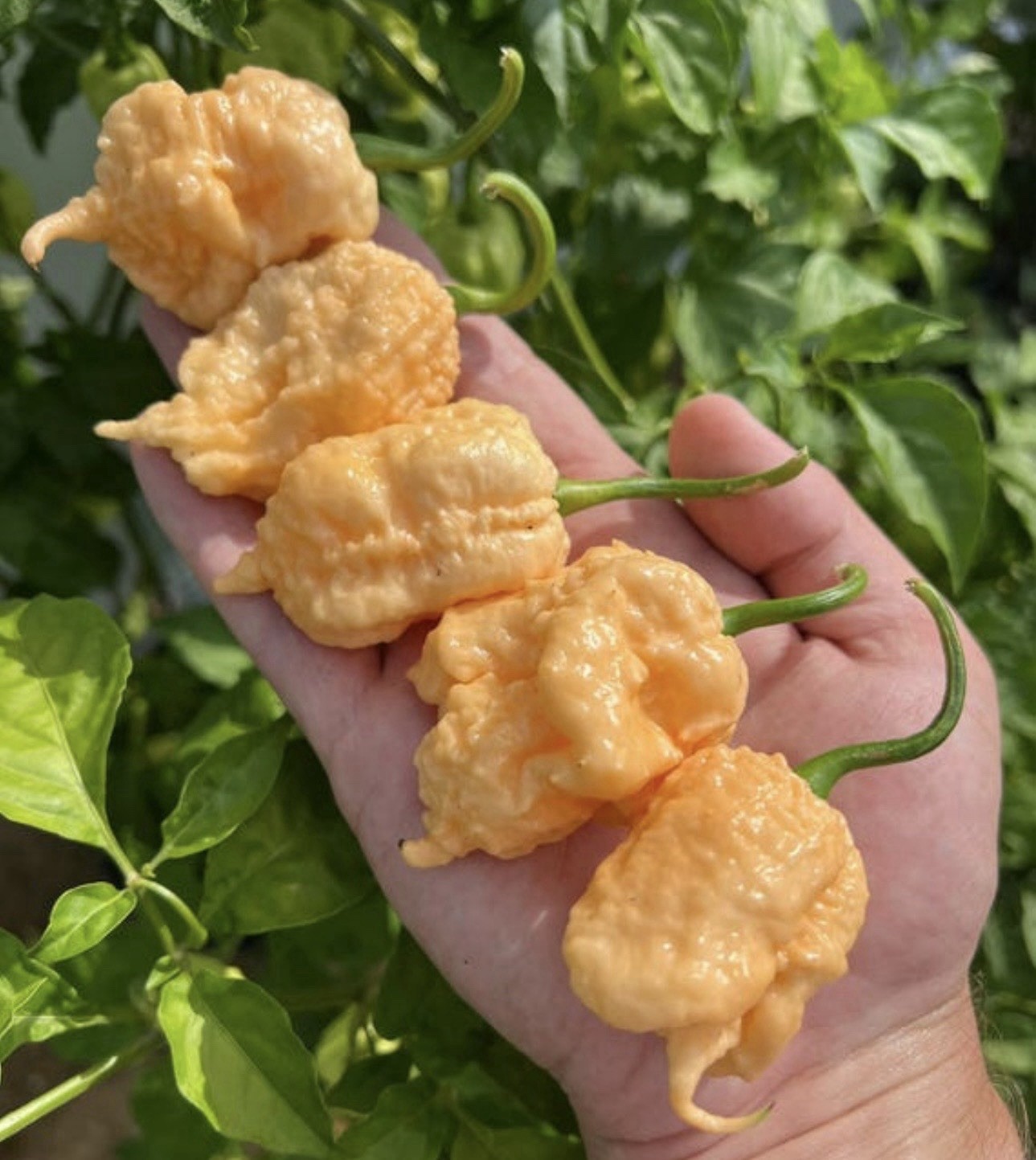 5 Pepper Plants Per Container!! Ready To Ship. All Types!! Epic, Popular, Rare!