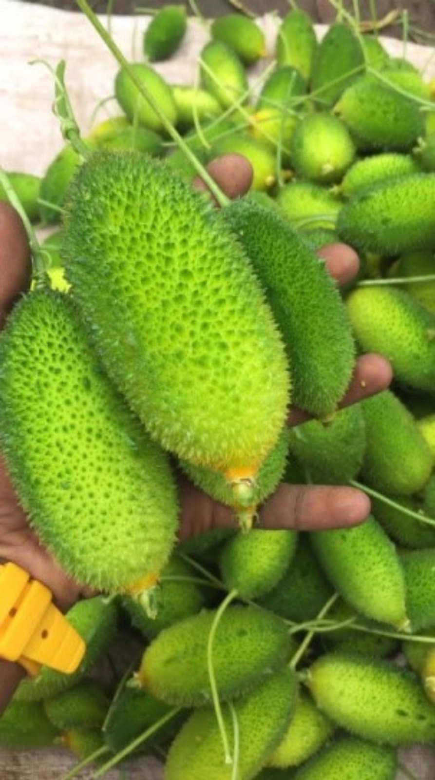 Momordica subangulata renigera | Teasle Gourd | Bhat Karela | 5_Seeds