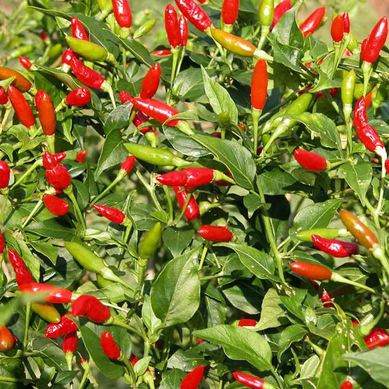 Tabasco Hot Pepper Seeds 10 seeds Free Shipping!
