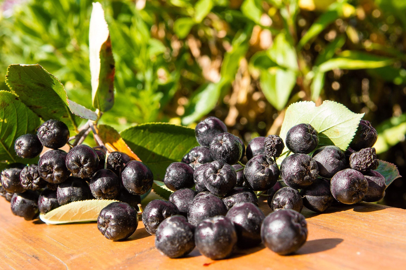 30 PURPLE CHOKEBERRY Aronia Prunifolia White Flower Fruit Shrub Seeds