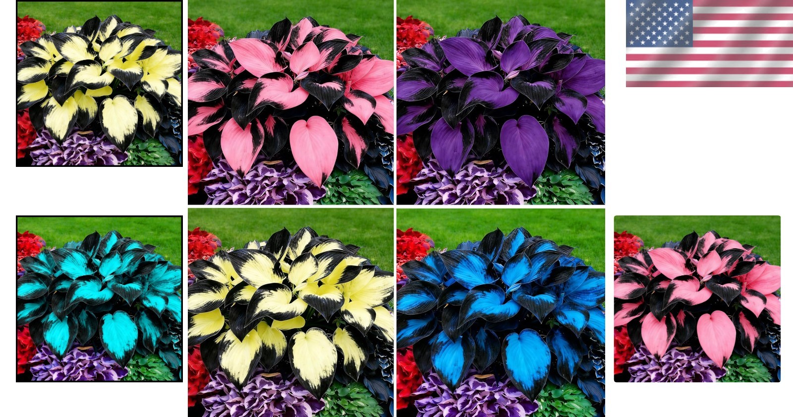 200+ Rare Non-GMO Hosta Seeds – Fragrant Perennial Flowers for Shaded Gardens