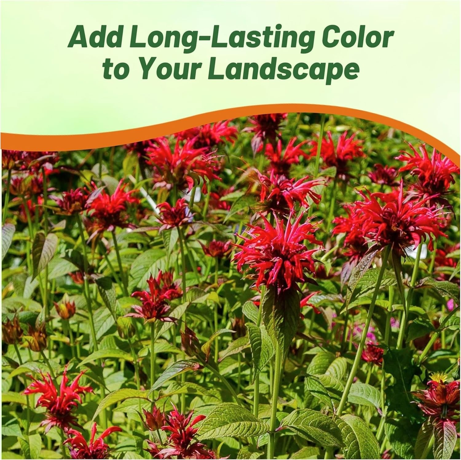 500 Seeds Red Monarda Flower Seeds For Planting | Scarlet Bee Balm Seed