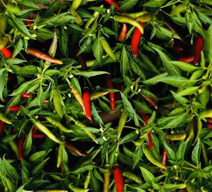 (400 SEEDS) THAI HOT PEPPER SEEDS HEIRLOOM NON GMO FRESH HARVESH FREE SHIPPING