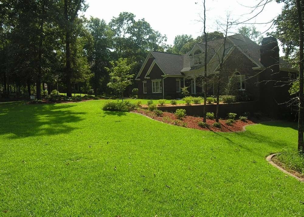 Centipede Grass Seeds starter pack 6000-8000 seeds VI