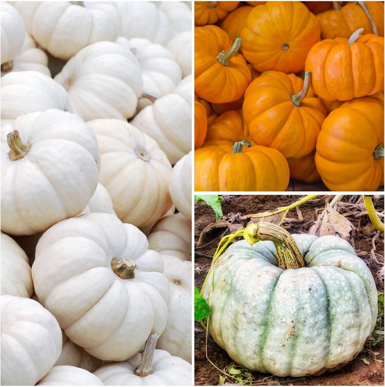 Seed Needs Pumpkin Seeds – Collection of 6 Individual Varieties