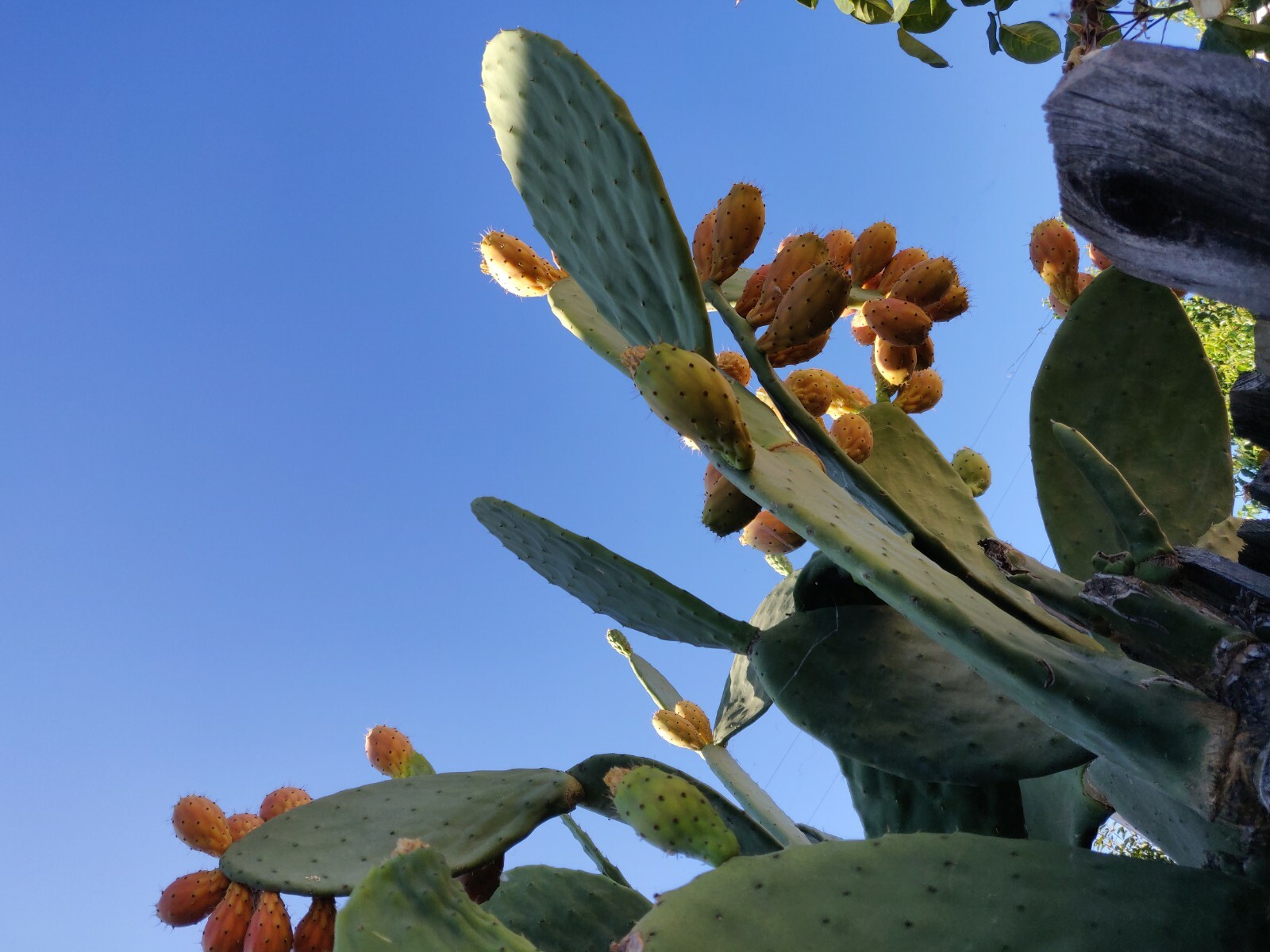 60 Opuntia Prickly Pear Cactus Fruit Tuna Sabra Cactus Organic Seeds Semillas