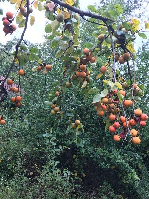 10 JAPANESE PERSIMMON TREE SEEDS (Diospyros Kaki) Asia Hardy Garden Fruit Plant