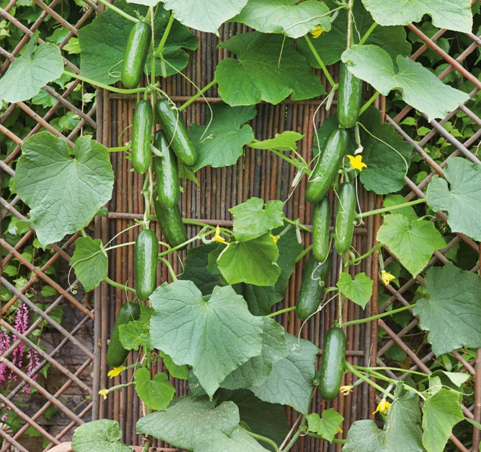 Fresh MARKETMORE 76 Cucumber Seeds, Classic Heirloom Slicer, USA Seller, 2026