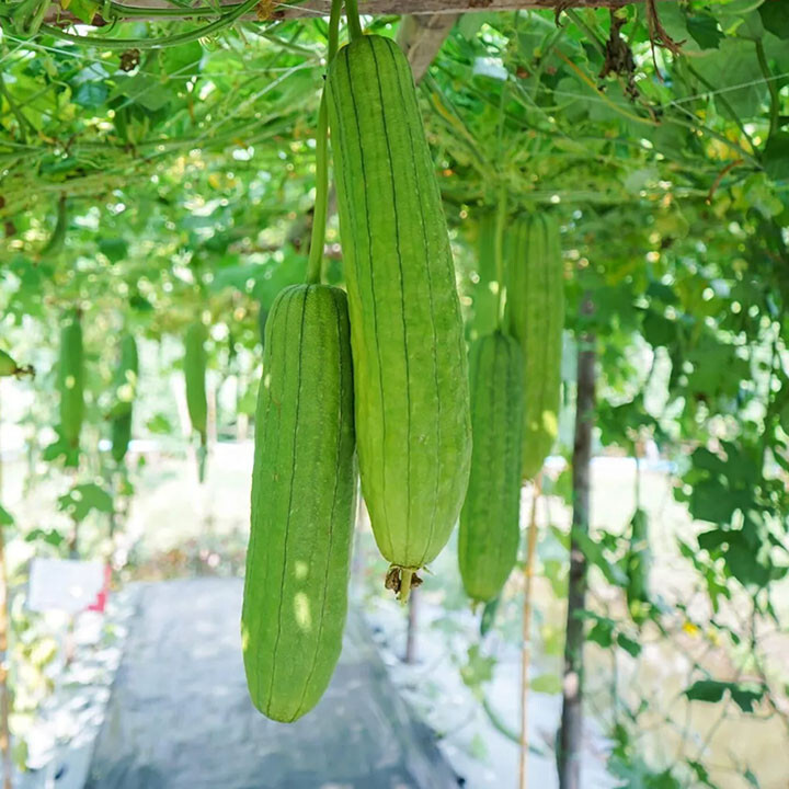Luffa Sponge Gourd Seeds (20) / Vegetable Sponge, Dishcloth Gourd / FL GROWN