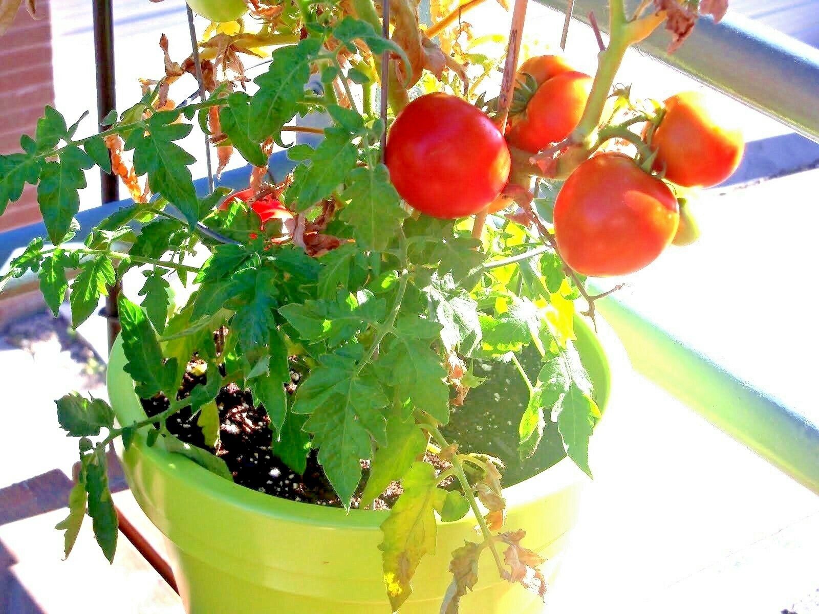 25+Patio BUSH TOMATO Seeds Organic Compact 36″ Plant Vegetable Garden Container