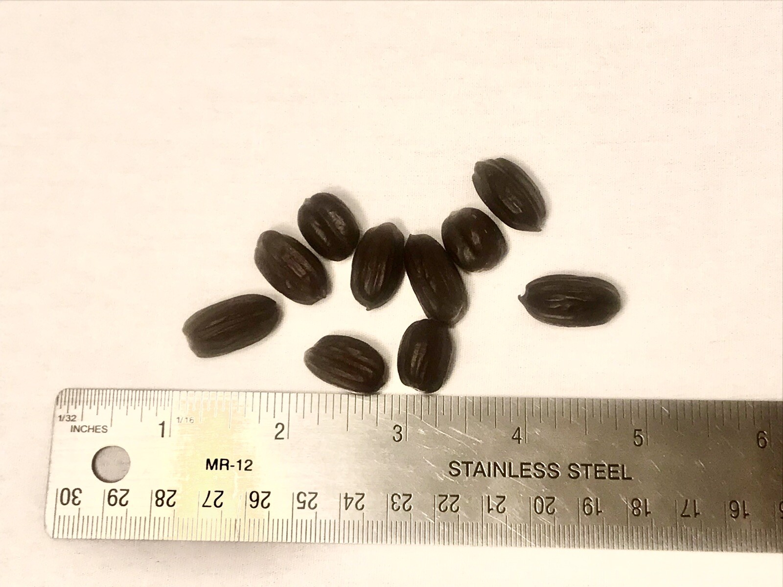 Arizona, Jojoba Tree Seeds , lot of 30 pcs