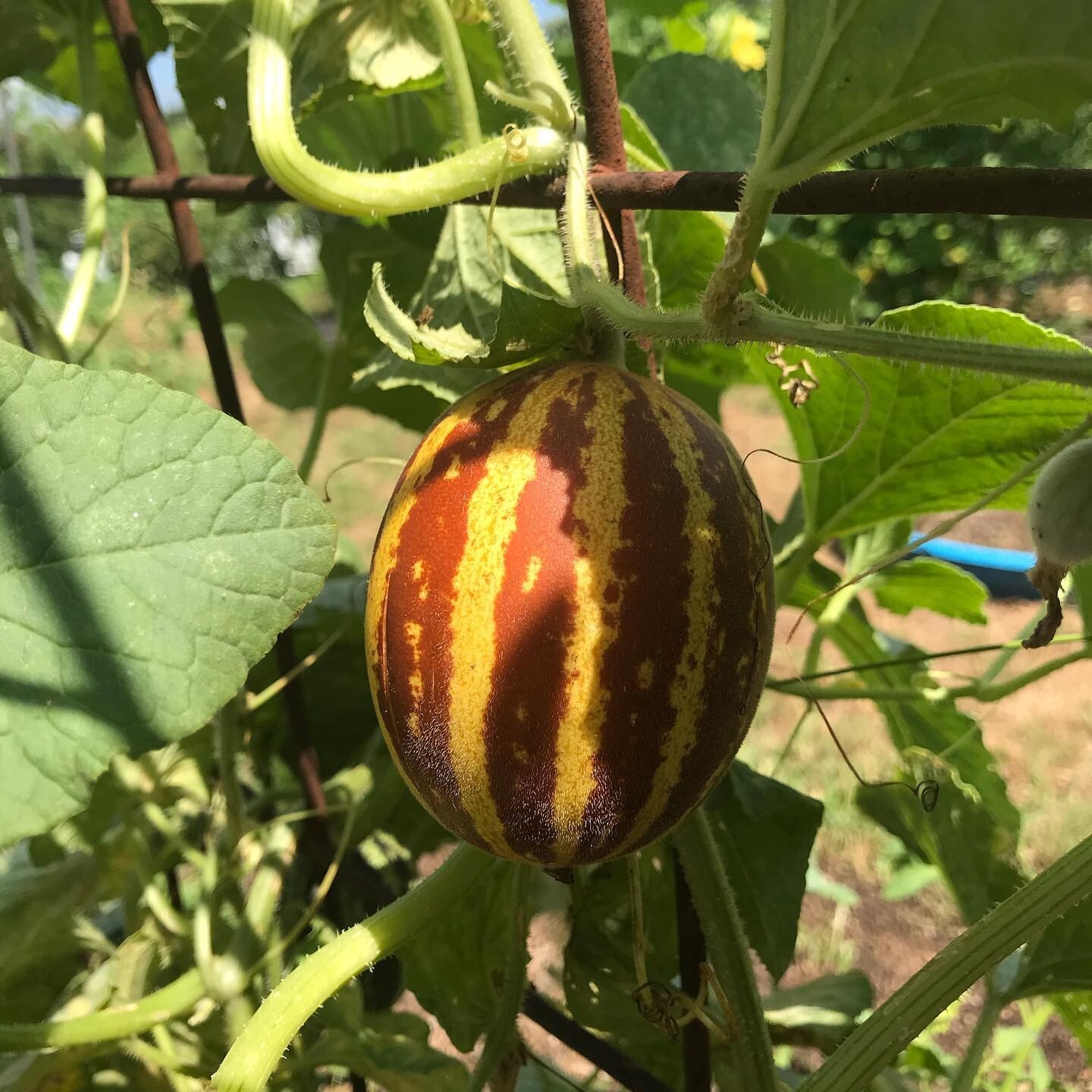 Rich Sweetness Pocket Melon Seeds Fruity Mini Breakfast Fruits Aromatic Tracking