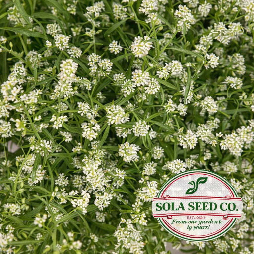 500 Persian Cress Seeds (Lepidium sativum) Heirloom Microgreen Fast Grow USA!