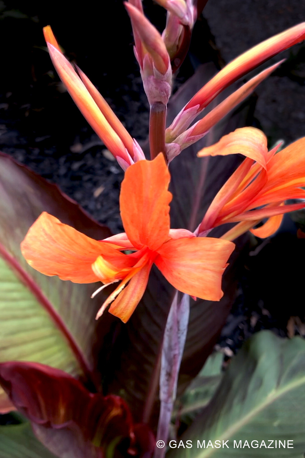Intrigue Canna Lily Live Plant Rhizome, Orange Bloom Purple Foliage