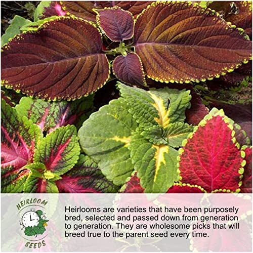 , 600+ Large Mammoth Grey Stripe Sunflower Seeds for Planting 600 Seeds
