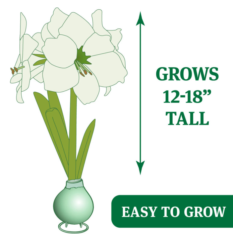 Silver Waxed Amaryllis Bulb with Stand, Live Indoor Blooming Plant