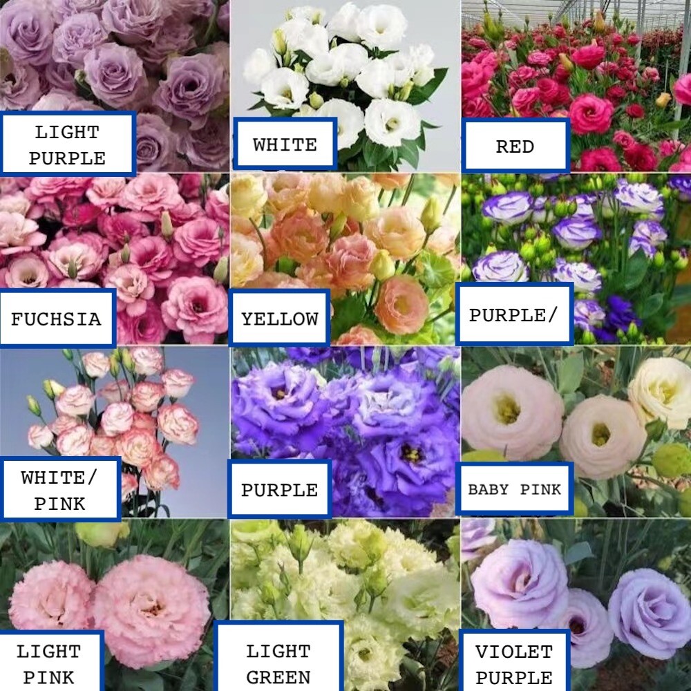 20 SEEDS LISIANTHUS Prairie Gentian for germination flower exotic garden bed