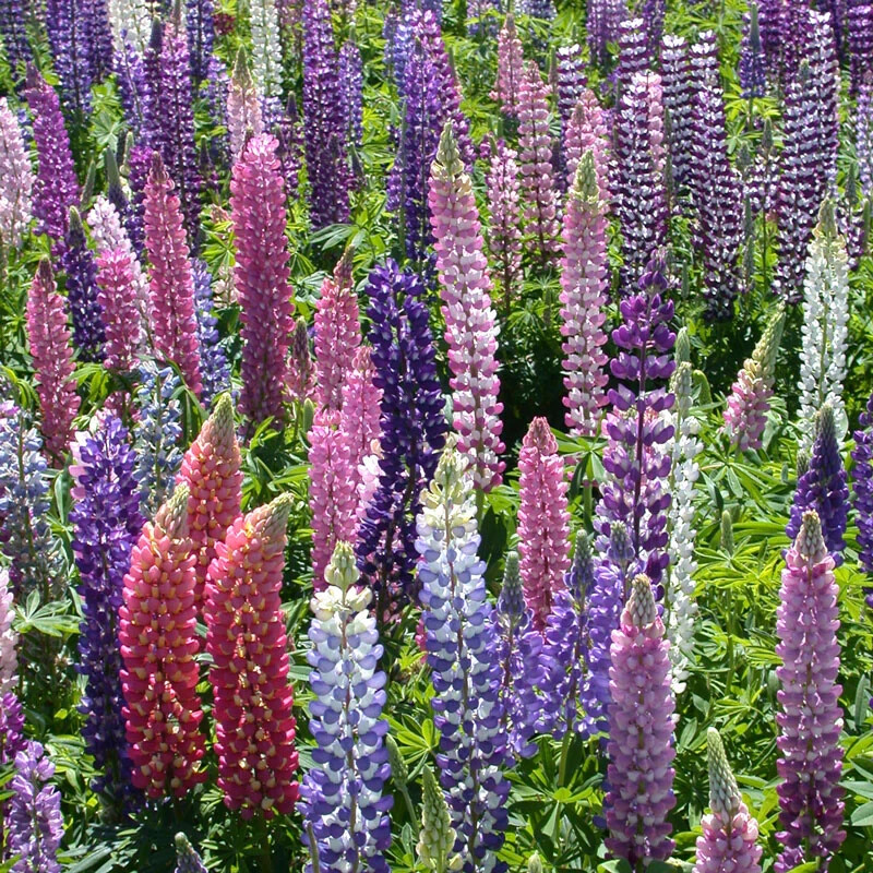 1/2 oz, 500+ seeds Russell Lupine Perennial Mixed Colors Lupinus Polyphyllus