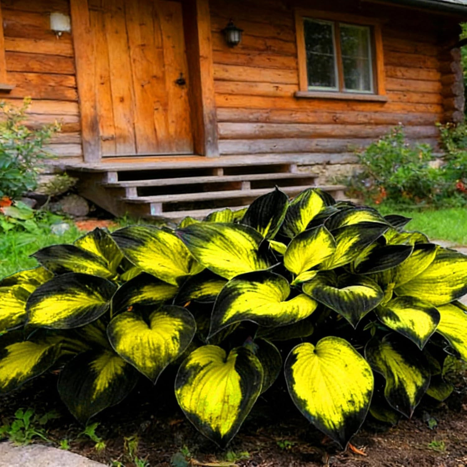 Rare Mixed Hosta Seeds – 280+pcs Low Maintenance Perennials for -Round Bloom