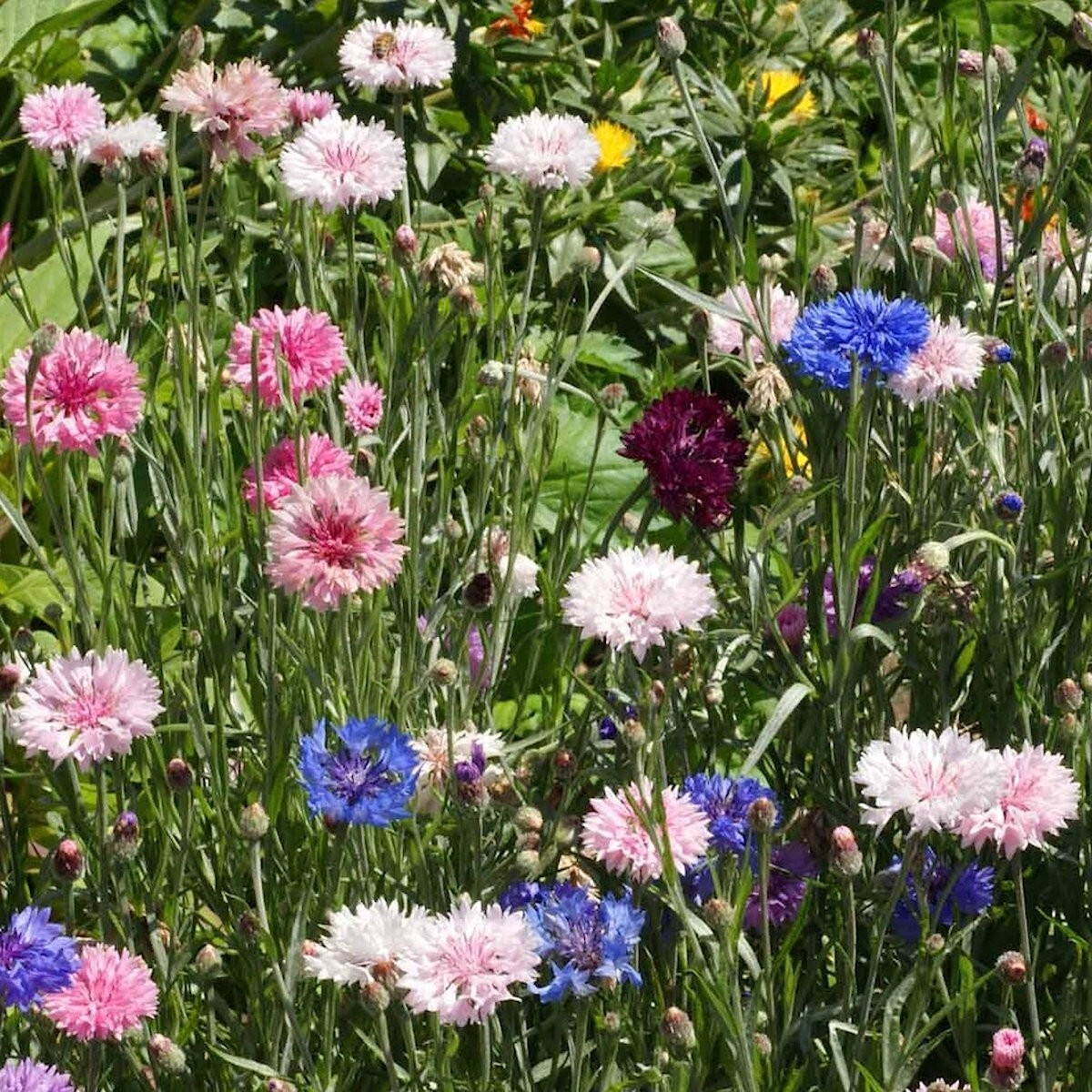 1 Lb Tall Mixed Bachelor Button Cornflower Wildflower Seeds – Everwilde Farms