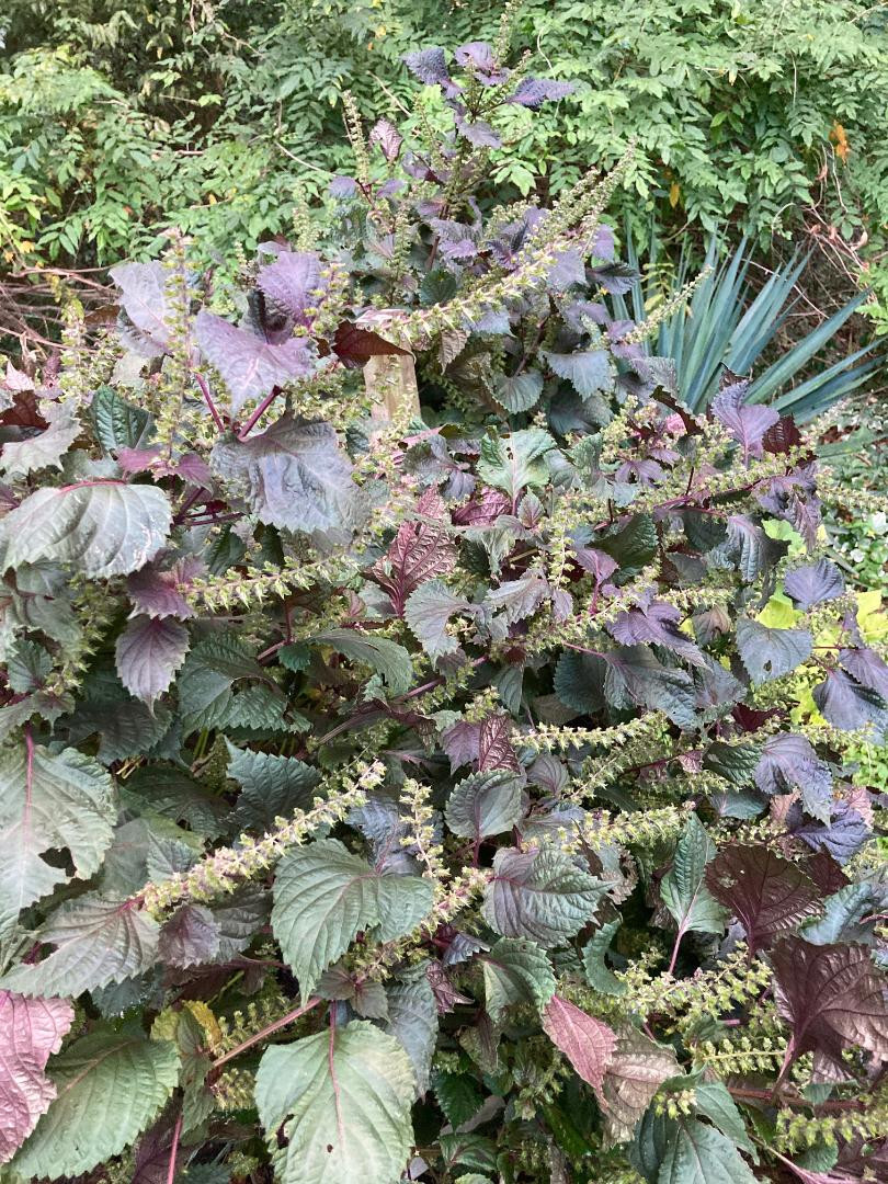 Purple Mint Perilla Plant (Beefsteak)Great Mint Over 500+ Seeds USA Home Grown