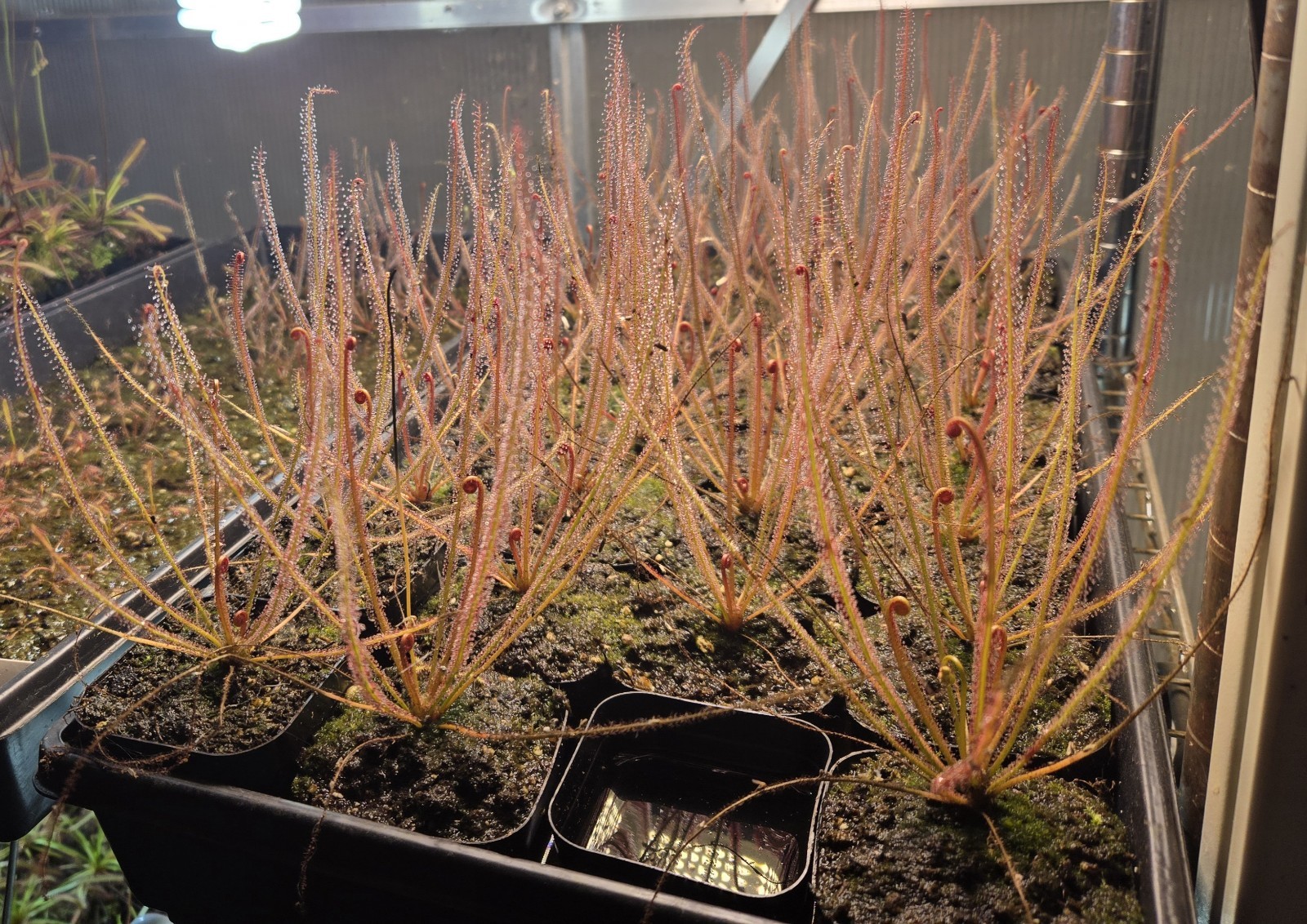 CARNIVOROUS PLANT 2 PACK- LIVE- Drosera Filiformis RED & GREEN