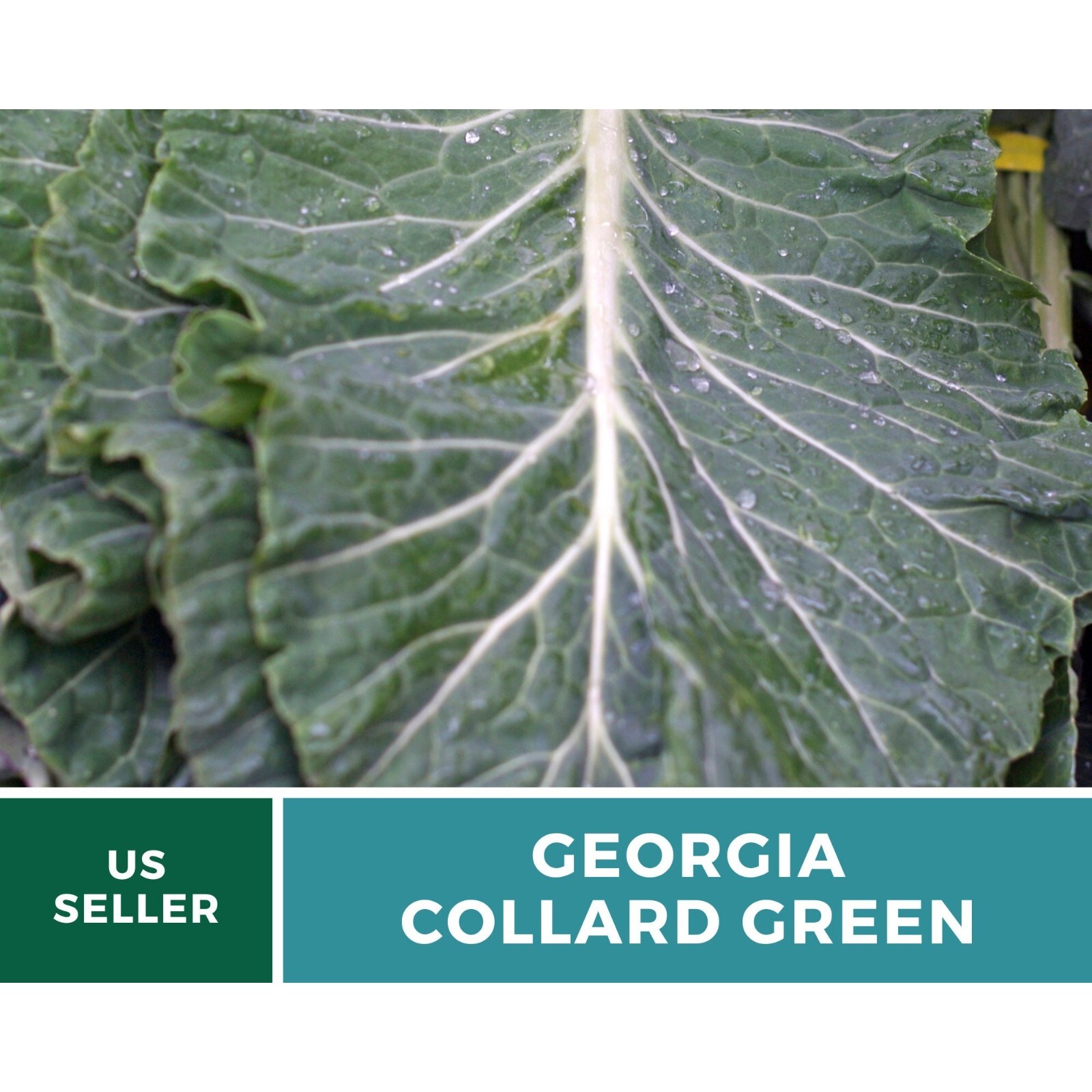 Collard Greens, Georgia – 100 Seeds – Heirloom Vegetable – Open Pollinated – Non