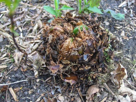 1 Ostrich Fern ~Wild Native~WOODLAND GARDEN ~Dormant Bare Root Crown