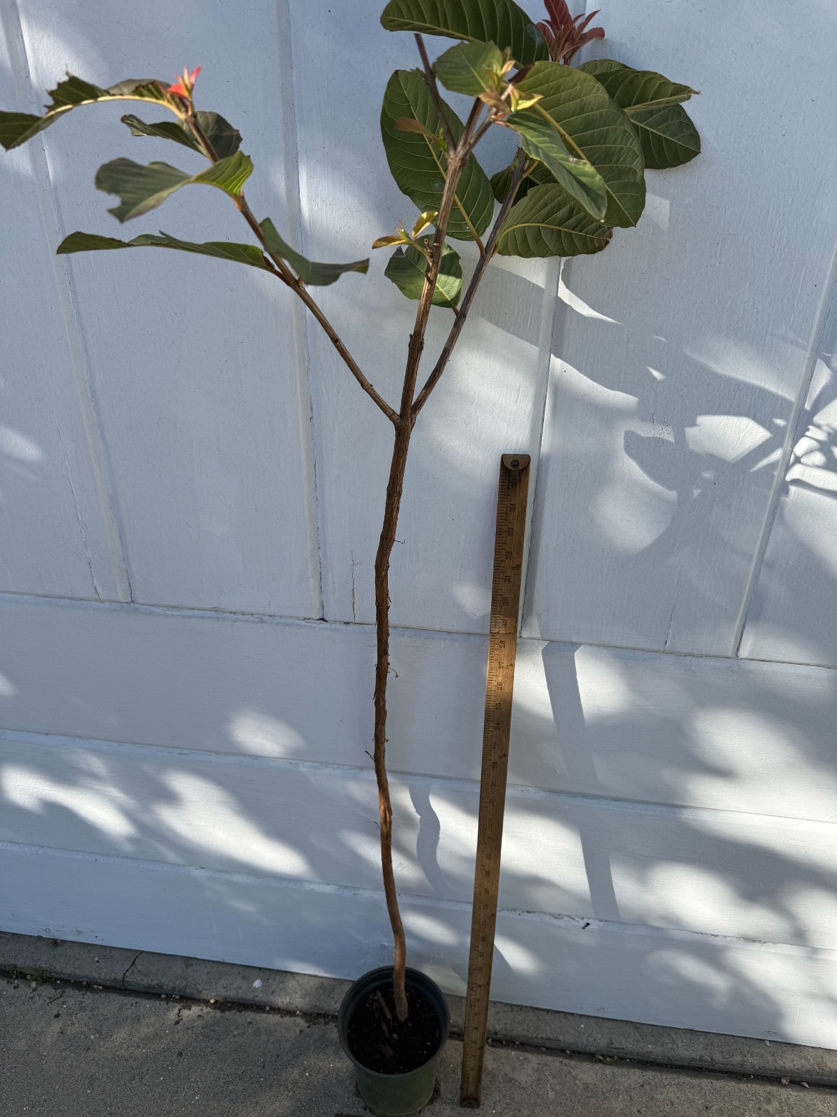 1 Sweet Ruby Supreme Big Fruit Guava Starter Tree, Psidium guajava Tree App 50″