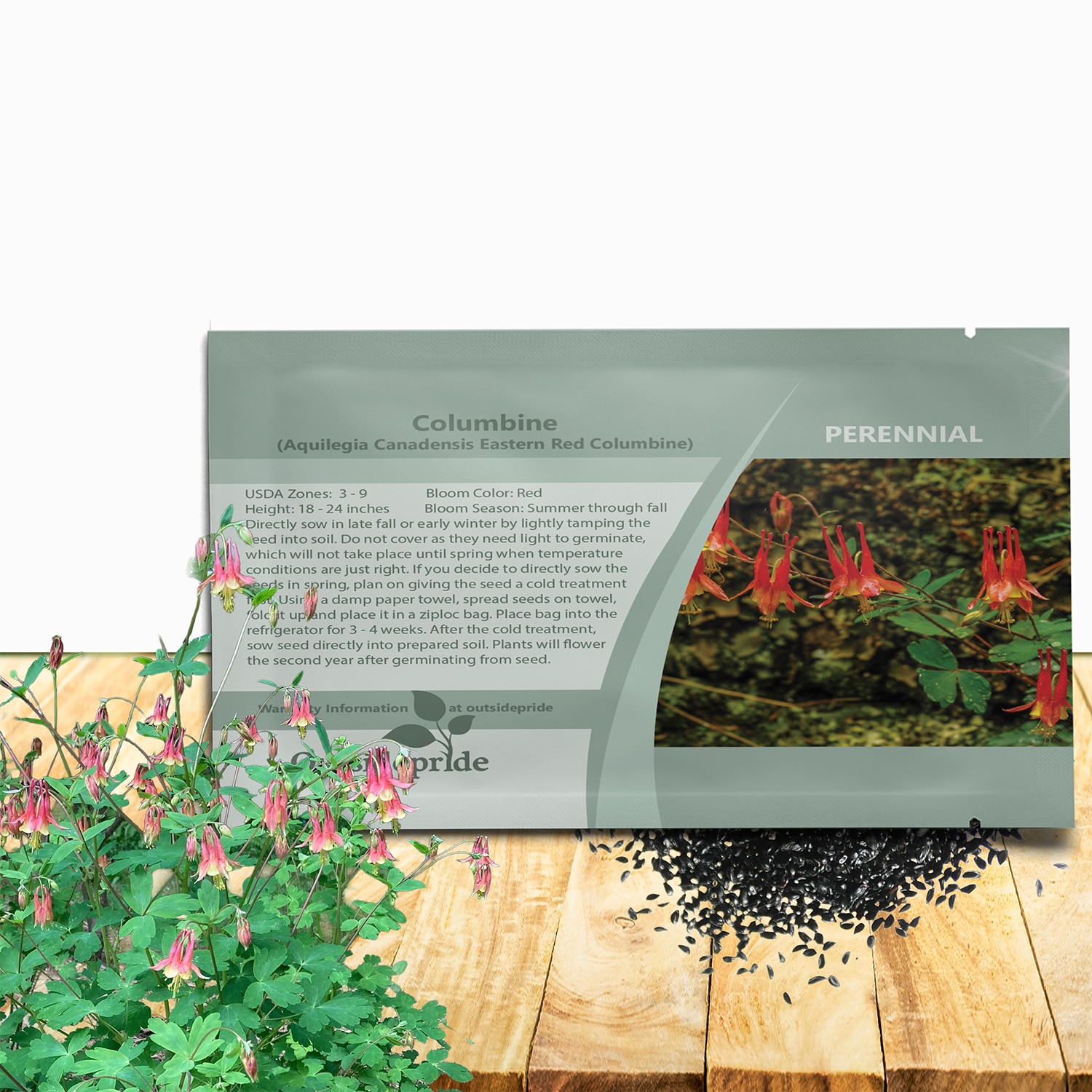 2000 Seeds Columbine Seeds – Aquilegia Canadensis Wild Columbine Flower Seed