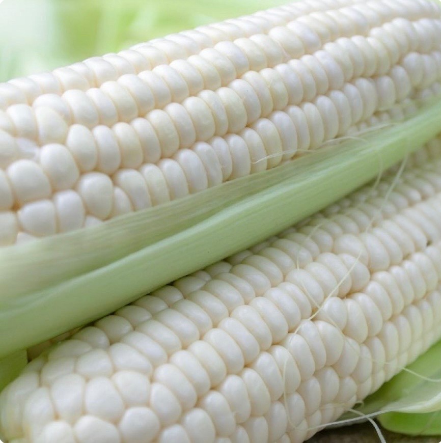 Silver Queen White Sweet Corn Seeds, F1 Hybrid Non-GMO Untreated, Fresh 2026 USA