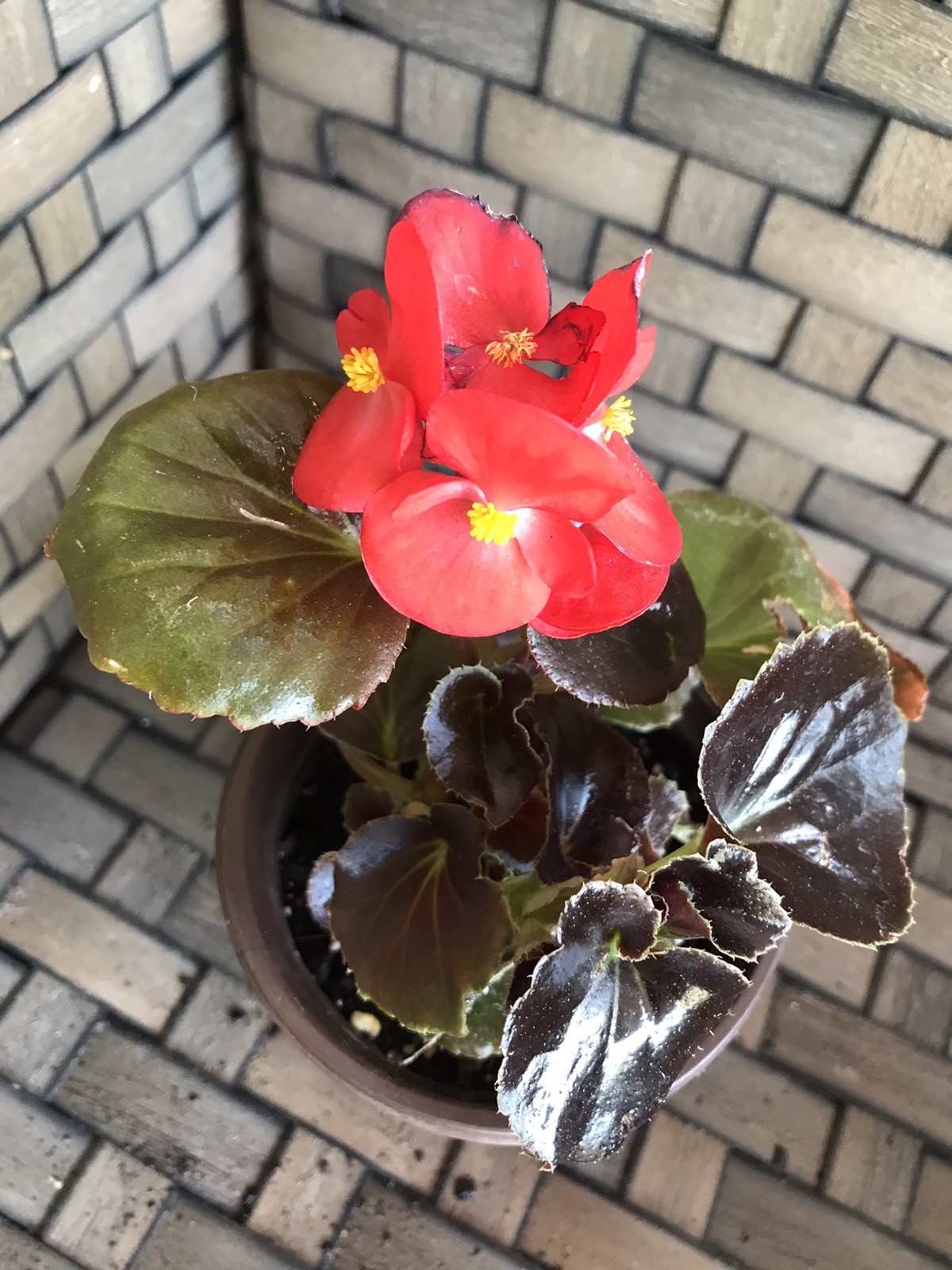 Red Wax Begonia Live Plant in 3” Pot
