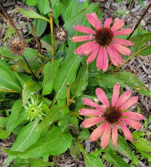 100 SEEDS CHEYENNE SPIRIT CONEFLOWER Echinacea in Orange Red Yellow Purple Pink