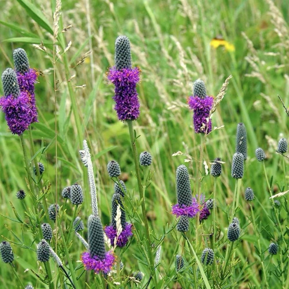 1000+ Prairie Clover Seeds – Purple | Honey Bees Pollinators PERENNIAL Non-GMO