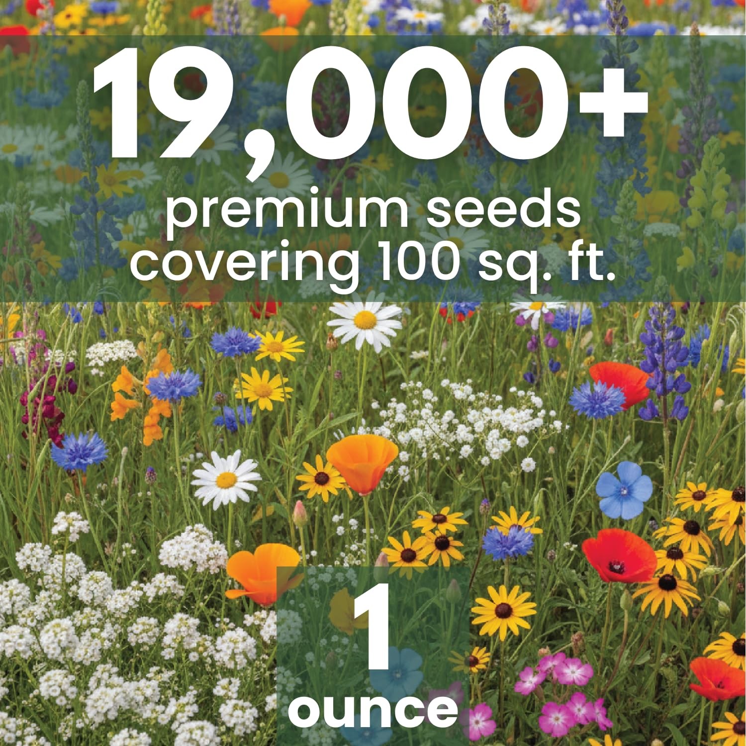California Regional Seed Mix – 19,000 Seeds for Planting – 1 Ounce Pouch