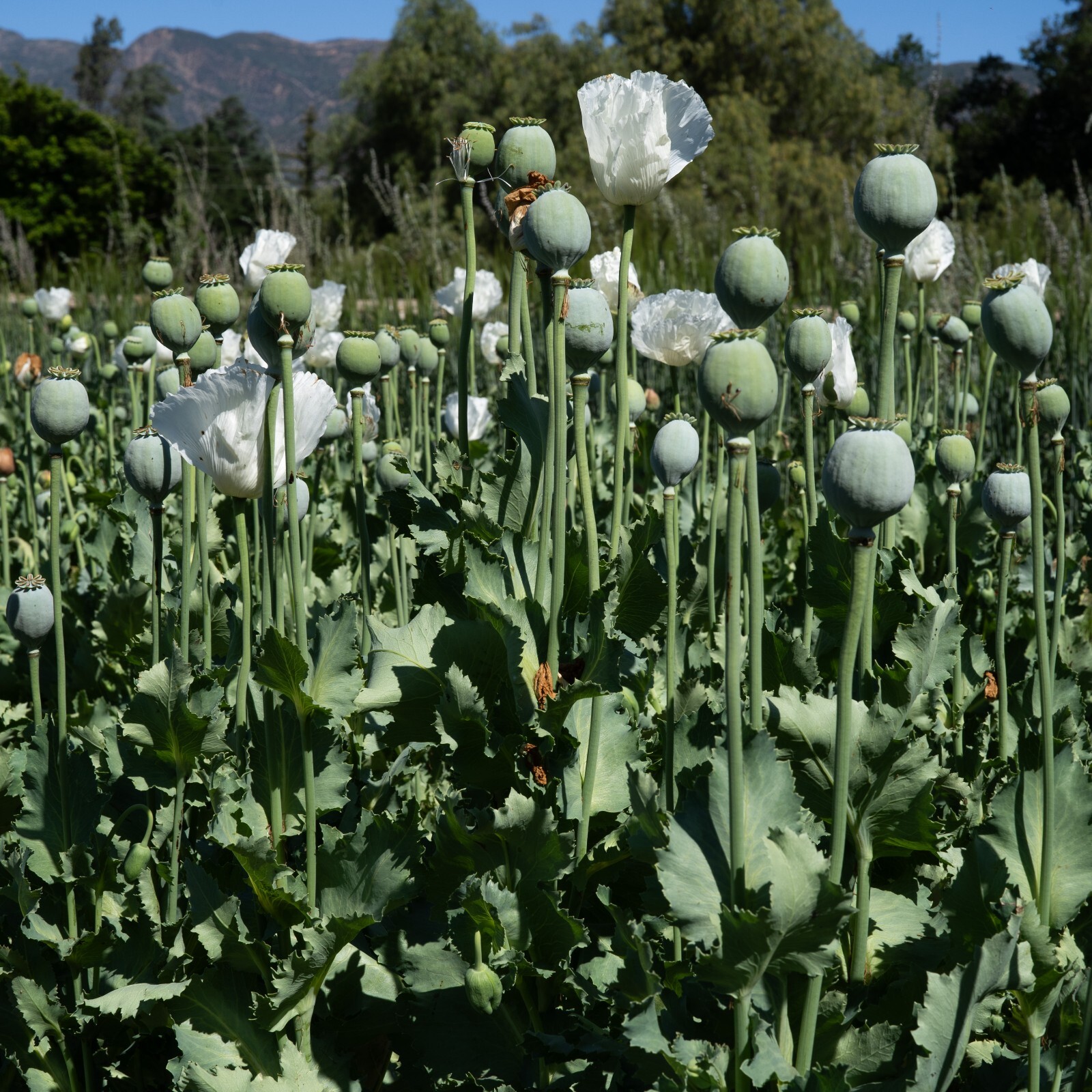 Peshawar Poppy Seeds, White Flower, BULK SEED SIZES, Certified Organic Non-GMO
