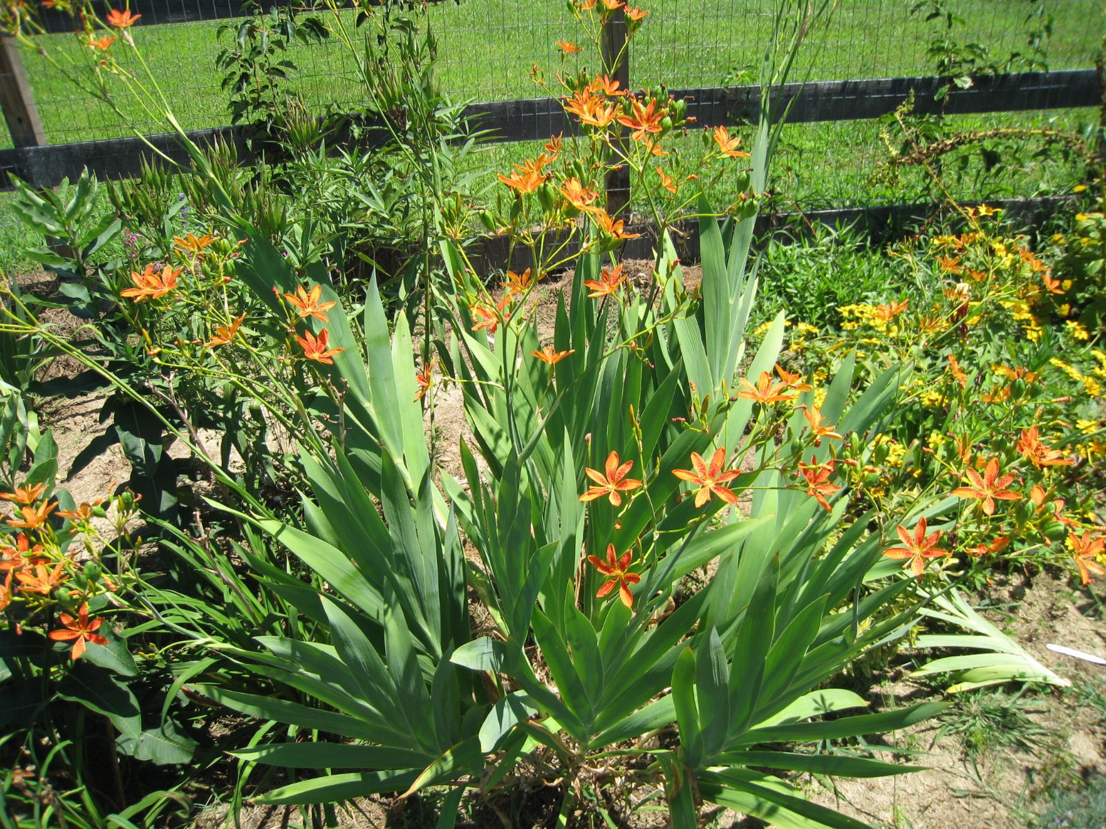 2 Blackberry Lily (aka- Leopard lily)~live, shipped bare-root